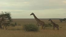 Giraffes Walk Through Dry Grass