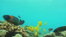 Reef Fish And Coral
