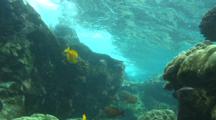 Reef Fish In Coral Channel
