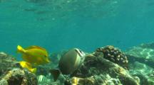 Yellow Tangs And Other Reef Fish