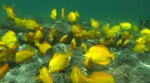 School Of Yellow Tangs Feeding On Algae