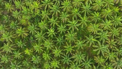 aerial view on plantation of palm trees, background 4k