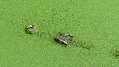 crocodile floating in the lake among the green slime, 4k