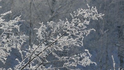 Branch of a tree covered with frost on a frosty day, background 4k