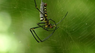 Large nephila spider with her cub on the web