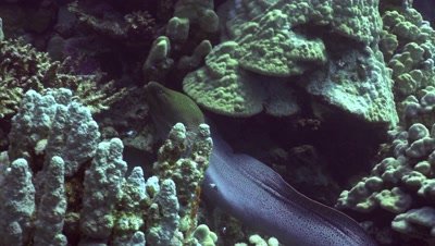 Giant moray eel swimming through coral reef