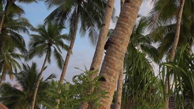 Coconut crab climbing up palm tree