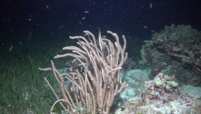 Razorfish in soft coral at night