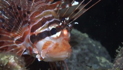 Close-up of a spotfin lionfish turning