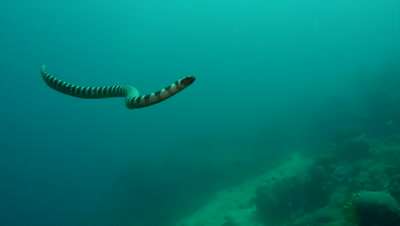Sea Snakes Videos