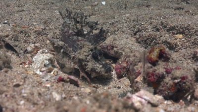 Devil scorpionfish climbing down into hole