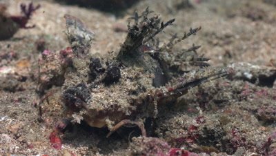 Devil scorpionfish on sandy ground from front