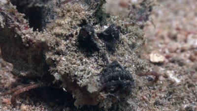 Devil scorpionfish walking on sandy ground, view from front and close up