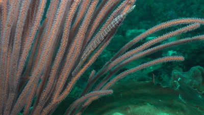 Trumpetfish hiding between whip coral