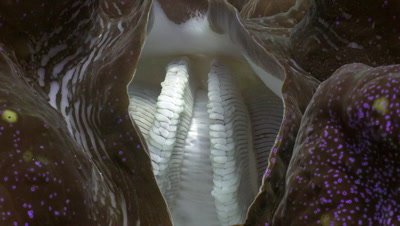 Open siphon of a giant clam, close up