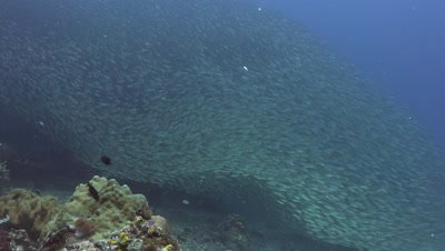 Manta Rays and schools of fish in Raja Ampat - Video Decor Reel