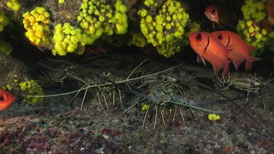 Group of crayfish with some big eye squirrelfish and hiding in their hole