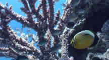 Butterfly Fish Feeding On Staghorn Coral
