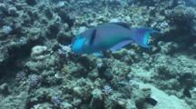 Parrotfish Feeding On Reef