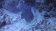 Blue Triggerfish Hunts In Sand