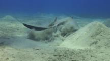 Feathertail Stingray Explodes Out Of Sand And Swims Away