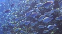 Huge School Of Parrotfish Over Reef Wall