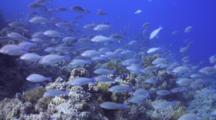 Huge School Of Parrotfish Over Reef Wall