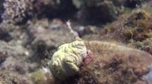 Network Pipefish On Reef