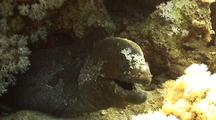 Green Moray Eel Snaps Its Jaws Infront Of Camera