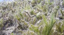 Double Ended Pipefish In Sea Grass