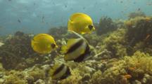 Masked Butterflyfish And Redsea Bannerfish Over Reef