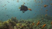 Anthias Over Reef With Arabian Angelfish