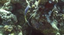 Yellowsaddle Goatfish Follows Hunting Peppered Moray