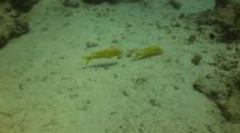 Yellowsaddle Goatfish Searching For Food
