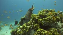 Lyretail Grouper Swims Around Cabbage Coral