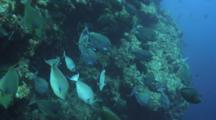 School Of Bluespine Unicornfish Swims Near Reef
