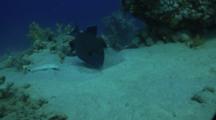 Blue Triggerfish Hunting In Sand