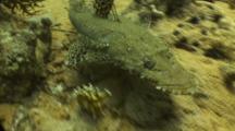 Crocodile Fish Swimming Towards Camera