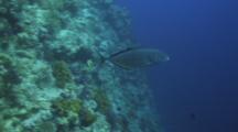 Gold Belly Trevally Swims Off Reef Into Blue
