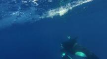 Killer Whale Underwater Passes Captured Dolphin To Baby