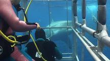 Shark Cage Stock Footage