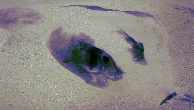 huge stingray hides in sandy sea floor, breathing, close shot, Palau