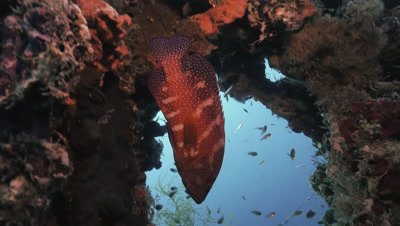 tracking shot of coral grouper swimming slowly through wreck,Palau