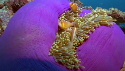 clownfish in anemone,tentacles,purple based anemone,Palau