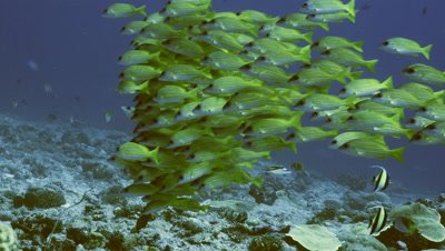 Shoal of tropical fish over coral reef,Yellow banded snappers,Palau