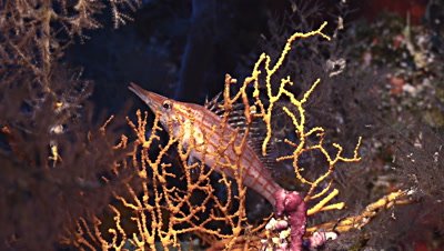 underwater shot of Longnose hawkfish sitting in coral branch,Red Sea