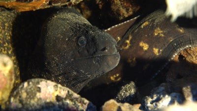 close underwater shot of Mediterranean moray eel hiding in rocky crevide