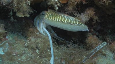 underwater shot of Common cuttlefish breeding in reef
