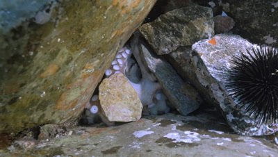 underwater shot of hiding Common Octopus,using stones as protection