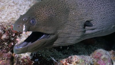 giant moray eel cleaned by tiny cleaning shrimp, close shot